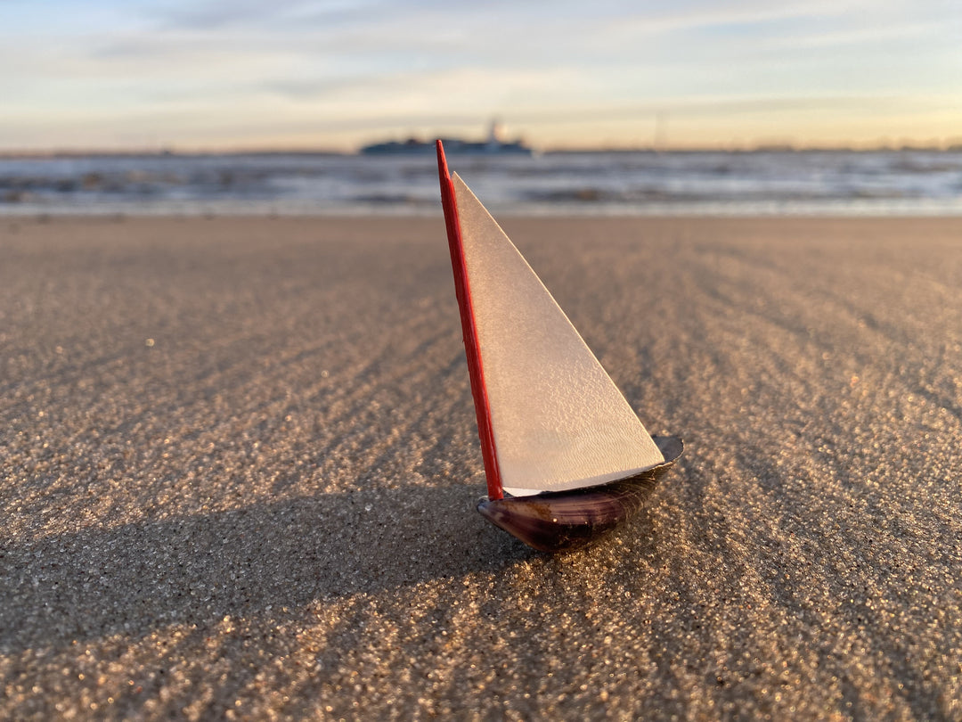 Miesmuschelschiffchen-Selbstbauset